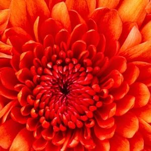 Meet your Posher, Rebekka